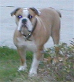 Front side view - A tan with white Olde Victorian Bulldogge is wearing a black collar standing in grass looking forward in front of a sidewalk.