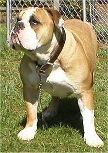Front view - A tan with white Olde Victorian Bulldogge is standing in grass in front of a chainlink fence looking up and to the left.