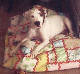 The front left side of a white with black American Pit Bull Terrier that is laying on a quilt with toys around it and it is looking forward.