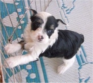 Zena the black and white Chinese Crested Powderpuff puppy is standing on a rug and has its paws jumped up against an x-pen