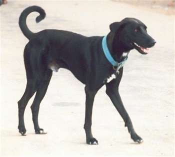A tall, short-haired, rose-eared, black with a tuft of white Pariah Dog is wearing a blue collar walking across a road. Its mouth is open and it looks like it is smiling. The dog's tail is up and curled in a ring over its back.