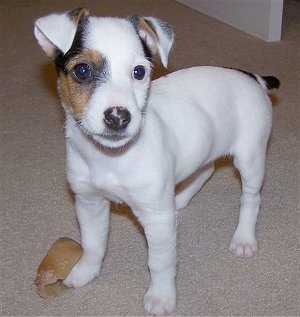 Close up front side view - A rose-eared, white with black and tan Parson Russell Terrier puppy is standing on a carpeted floor with its front paw on top of a hoof chew.