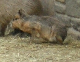 The left side of a Patagonian Cavy that is standing on Hay