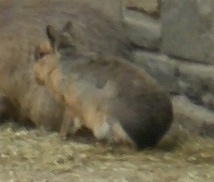 The back left side of a Patagonian Cavy sitting on Hay behind another big rodent