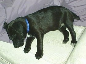 A black with white Patterdale Terrier puppy is wearing a blue collar sleeping on it side on a couch.