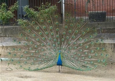 A Peacock is standing outside in dirt in an enclosure, and its tail is fully fanned open.