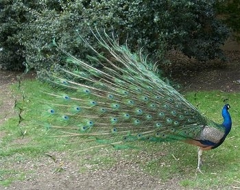 Right Profile - A colorful Peacock that is putting away its train. It is looking to the right.
