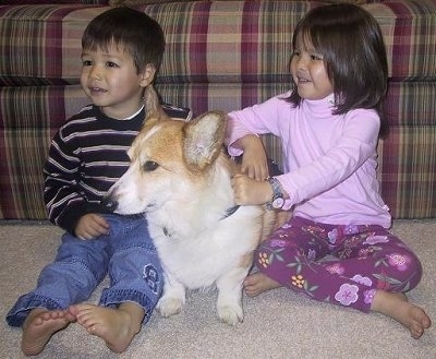 A tan with white Pembroke Welsh Corgi dog is sitting in between two children at the foot of a couch.