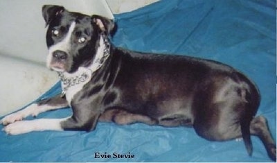 The front left side of a black with white black and white Pit Bull Terrier laying down on a blue sheet wearing a choke chain collar