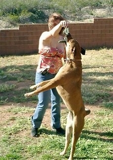 Shasta the Labrabull not letting go of the rope toy being held by the lady