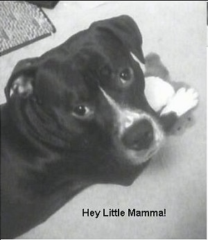 Close up - A black and white photo of a Pit Bull Terrier that is laying on that floor with a toy. Overlayed at the bottom of the image are the words 'Hey Little Mamma!'