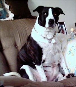 The front left side of a black with white fat black and white American Pit Bull Terrier sitting on a couch