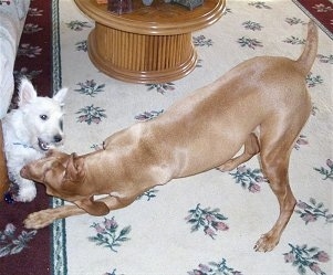 A tan Vizsla is play bowing in front of a white Westie and biting at it. The white Westie has its mouth open
