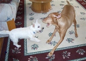 A white Westie and a tan Vizsla are standing face to face on a rug with there mouths open playing with one another 
