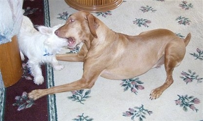 A large tan Vizsla dog is laying on a rug playing with a little white Westie dog who is in front of her biting her mouth
