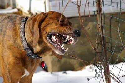 A brown with black and white Plott Hound is chewing on a vine that is attached to a wire fence.  All of its white teeth are showing.