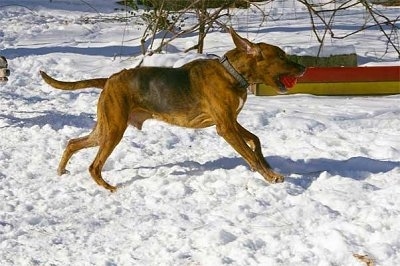 Action shot - A brown with black and white Plott Hound has a red ball in its mouth and it is running across a snowy surface.