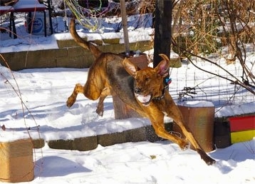 Action shot - A brown with black and white Plott Hound has a snow covered red ball in its mouth and he is jumping over a log. It is looking to the left. All four of its paws are off of the ground.
