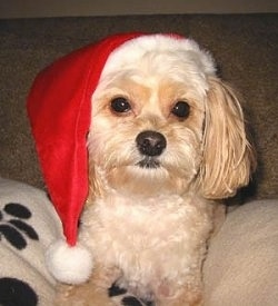 An apricot Pomapoo is wearing a Santa hat laying on a white blanket that has black paw prints on it looking forward.