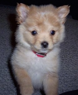 Close up - A fluffy tan with white Pomapoo Puppy is sitting on a carpeted floor and it is looking forward.