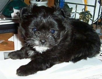 Close up side view - A black with white Pomapoo puppy is laying on a blanket and it is looking forward. It is all black with a patch of white on its chin.