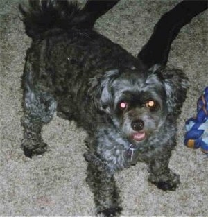 A shaved black Pomapoo is standing on a carpet and it is looking up. Its mouth is slightly open.