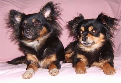 Front view - Two black with brown Pomchi dogs are laying side by side on a pink blanket and they are looking to the left. They have longer fringe hair on their ears. One dog has perk ears and the other has ears that hang over.