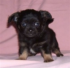 Front view - A small black with brown and white Pomchi puppy is standing on a pink blanket and it is looking forward.