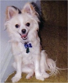 A happy looking white with tan Pomchi is sitting on a hardwood floor and it is looking forward. Its mouth is open and its tongue is out. It has longer hair on its ears and tail.