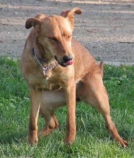 A tan Border Collie mix is squating in grass about to poop with its eyes squinted closed and its tongue flicking.