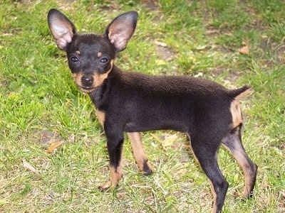 Side view - The right side of a black with tan Prazsky Krysarik puppy is standing in grass and it is looking forward. The dog is squinting.