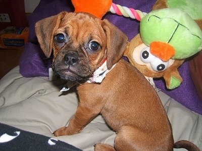 Close up - The left side of a red Puggle puppy that is sitting on a bed and to the right of it is a monkey doll. The Puggle is wearing a bandana. The dog's head is large compared to its body.