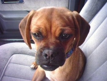 Close up head shot - A red Puggle puppy is laying in the passenger side of a vehicle and it is looking forward.