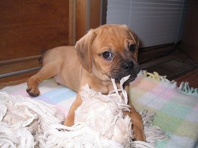 A brown Puggle puppy is laying on a rug and it is chewing on a blanket. Its head is slightly tilted to the left