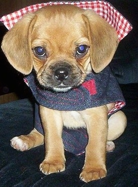 Close up front view - A tan Puggle puppy is sitting on a bed and it is wearing a jean jacket that has red and white plaid on the inside.