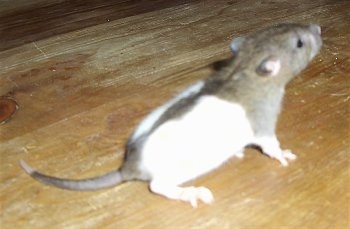 The backside of a white and grey Rat that is standing on a hardwood floor. It is looking up and to the right.