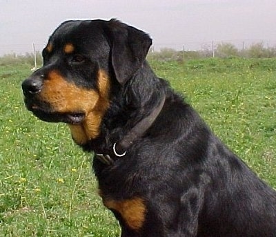 The left side of a black and tan Roman Rottweiler that is sitting in grass and it is looking to the left.