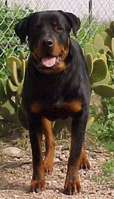 Front view - A black and tan Roman Rottweiler is standing in dirt and behind it is a chain link fence with cacti in front of it. It is looking forward, its mouth is open and its tongue is out.