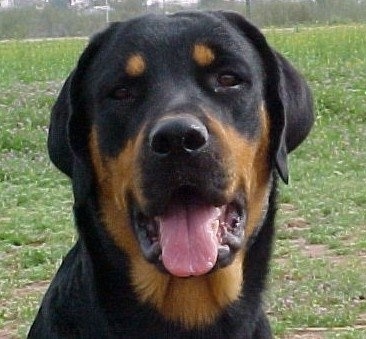 Close up head shot - A black and tan Roman Rottweiler is sitting in grass and it is looking forward. Its mouth is open and its tongue is out.