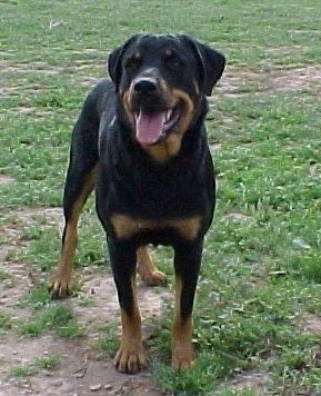 Front view - A black and tan Roman Rottweiler is standing on patchy grass and it is looking up. Its mouth is open and tongue is out.