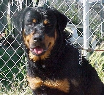 Close up - A wet black and tan Roman Rottweiler is sitting in front of a chain link fence. Its mouth is open, its tongue is out and it looks like it is smiling.