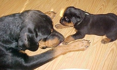 A Roman Rottweiler and a Roman Rottweiler puppy are laying face to face on a hardwood floor.