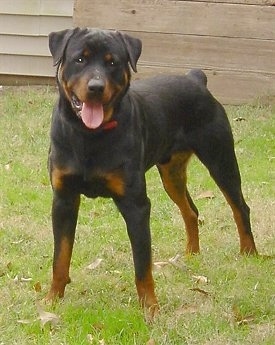 Front side view - A black and tan Rottweiler is standing in grass and it is looking forward. Its mouth is open and tongue is out. The dog looks happy.