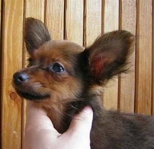 Close up - A black and tan Russian Toy Terrier puppy is standing in front of a wood panel wall. There is a person with there hand on the neck of the puppy. The puppy has large bat ears.