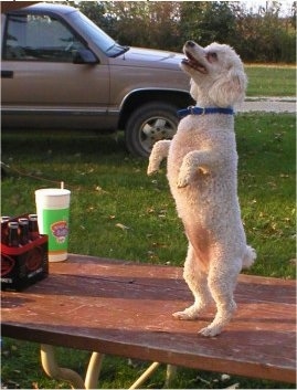 A white with tan Miniature Poodle is standing on its hind legs on a wooden picnic table in a park. Next to it is a really large drink cup and also a six pack of Mikes Hard Lemonade. There is a tan truck parked behind the dog.