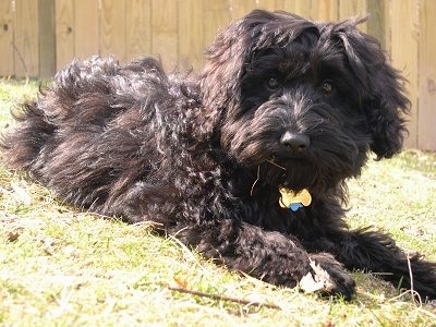 Schnoodle Dog Breed Pictures 2