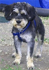 Front side view - A black with white and tan Schnoodle is standing on a blacktop surface looking forward with its head tilted to the right.