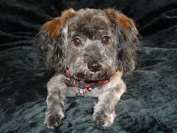 Close up front view - A grey and brown Schnoodle dog is laying on a pillow and it is looking forward. Its body is gray and it has brown on its ears.