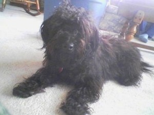 Close up front side view - A longhaired black Schnoodle dog is laying across a carpet ooking forward.