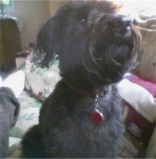 Close up front side view - A shaved black Schnoodle dog is sitting on a bed and it is looking up and to the right. It has loner hair on its head and shorter hair on its coat.